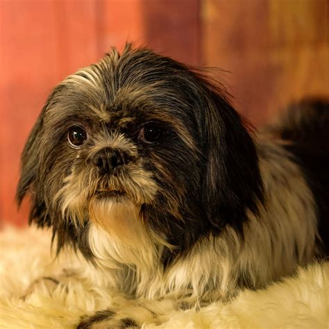 Maximizing Shih-Tzu Lifespan: Essential Care Tips