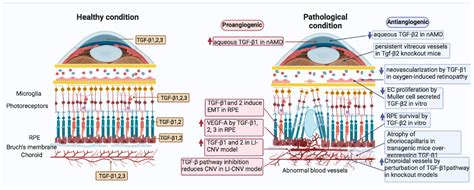 TGF-β Superfamily Signaling in the Eye: Implications for Ocular Pathologies