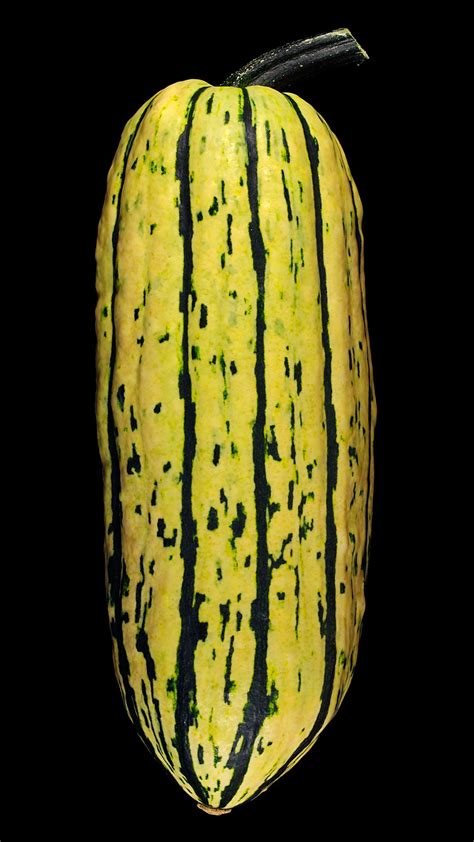 Delicata squash: Cucurbita pepo var. pepo ‘Bush Delicata’ | Flora obscura
