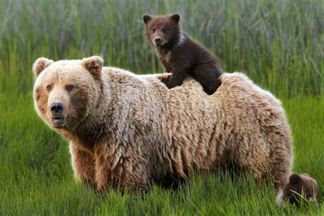 Alaska’s Native Animals: Discover Wildlife Wonders