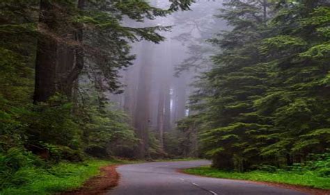 Fog By Carl Sandburg, Famous Nature Poem