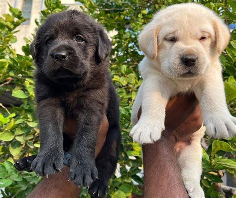 Labrador Price In Pune - Best For Pets