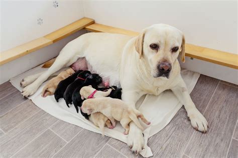 What Is the Runt of the Litter? - Whole Dog Journal