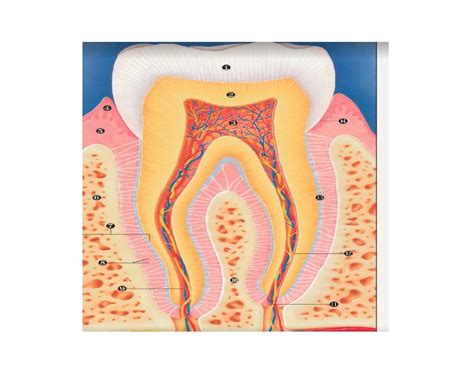 Tooth 的图像结果