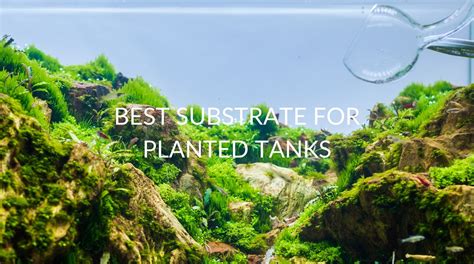 Image result for Fish Tank Substrate