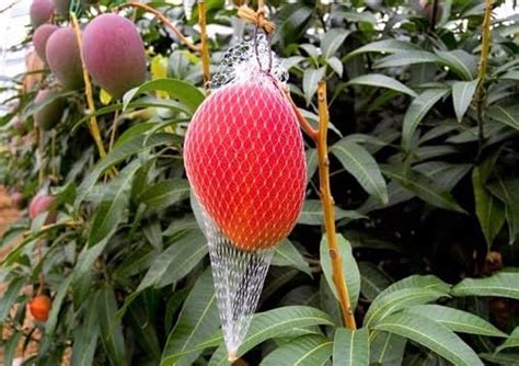 DIARAA ORIGINAL JAPANESE MIYAZAKI MANGO fruit plant (2-3 Feet ...