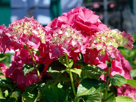 Hydrangea Care & Pruning — Seattle's Favorite Garden Store Since 1924 ...