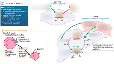 Regulation of Pyruvate Kinase Diagram | Quizlet