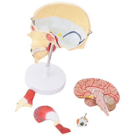Buy SENWEI Masseter Anatomical Model Human Masticatory Muscle Model ...