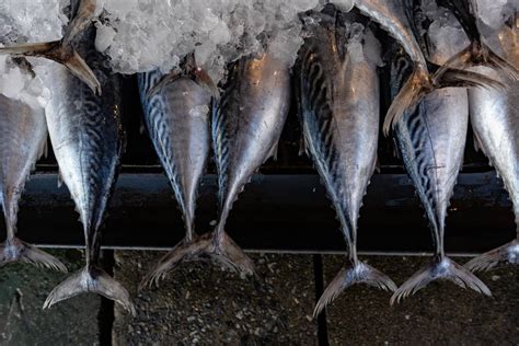 What Swordfish Taste at Ava Henty blog