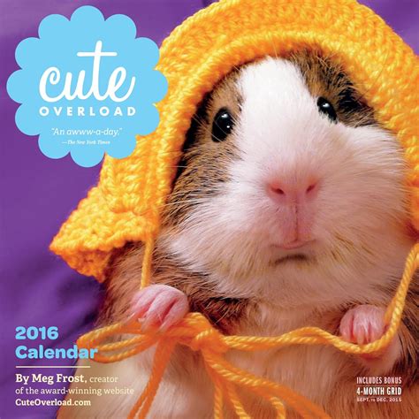 Cute Overload Wall Calendar (2016 Calendar) : Frost, Meg: Amazon.in: Books