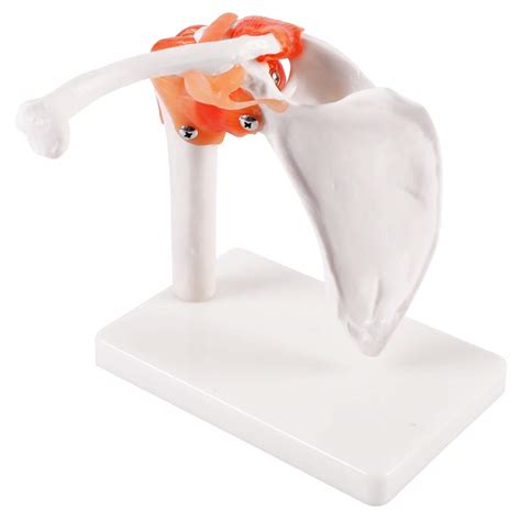 Buy CMODEL Human Shoulder Joint Model Adult Shoulder Model with ...