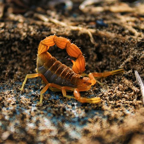 Scorpion: Spiritual Meaning - Awakening State