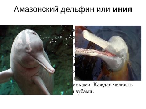 Презентация "Разнообразие дельфинов" для обучающихся с умственной ...