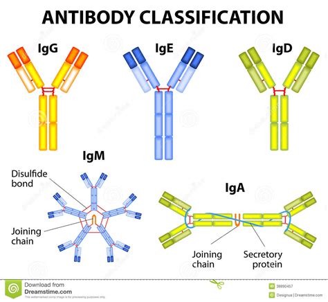 抗体分类 向量例证. 插画 包括有 特定, 分子, 双眼, 链子, 电池, 抗体, 大量, 表面, 酸化 - 38890457