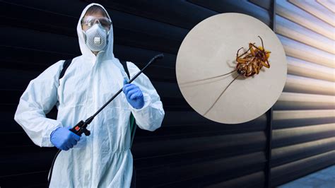 Cockroach Extermination Method 的图像结果