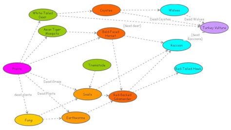 Image result for Create a Food Web
