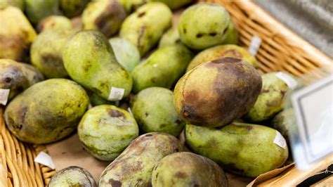 Pawpaw fruit tree native to Michigan: What it tastes like