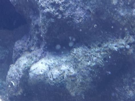 Was ist das ? - Plagegeister - Meerwasserforum