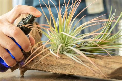 How to Grow Air Plants 的图像结果