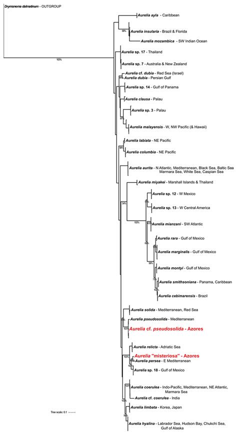 DNA Barcoding of Moon Jellyfish (Cnidaria, Scyphozoa, Ulmaridae ...