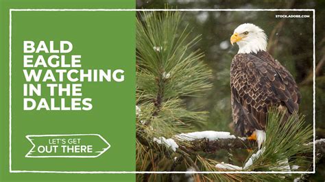 Watching bald eagles in the Dalles Oregon | kgw.com