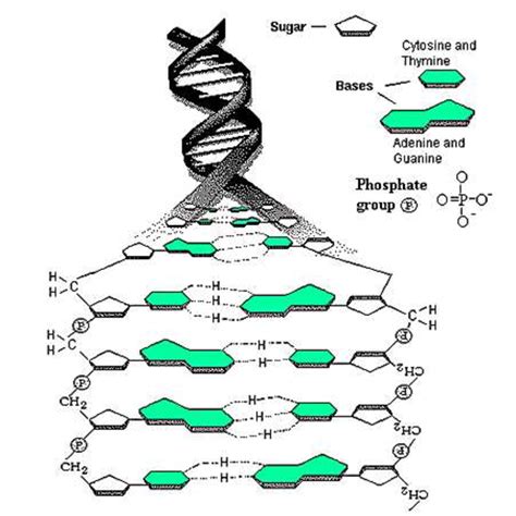 Image result for DNA Microarray Device