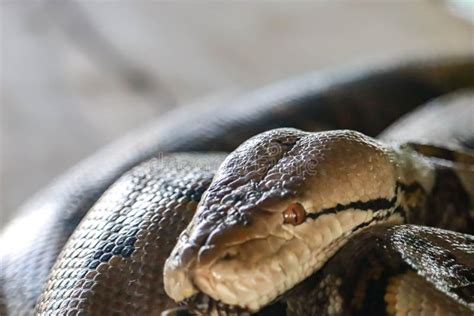 Image result for Giant Python Snake