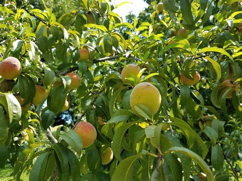 Growing Peaches from Seed – Philadelphia Orchard Project