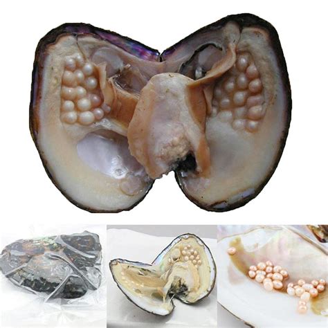 Buy Natural Oyster Pearl, Freshwater Oval Pearls Cultured Oysters Clam ...