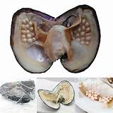 Buy Natural Oyster Pearl, Freshwater Oval Pearls Cultured Oysters Clam ...