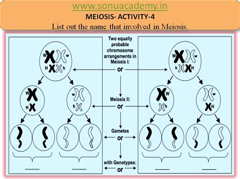 SONU ACADEMY: MEIOSIS - ACTIVITY 4