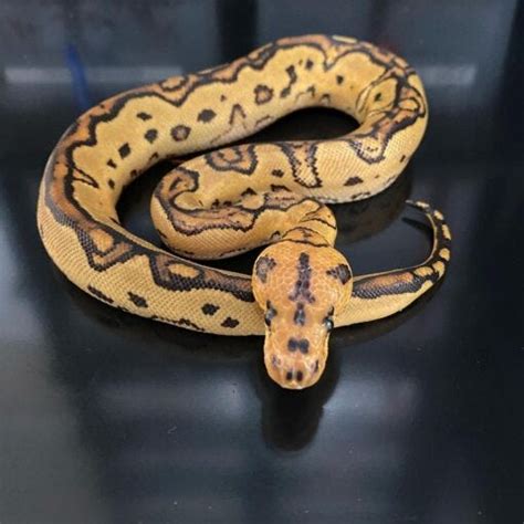 Image result for Fire Pastel Ball Python