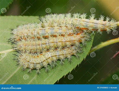 Poisonous Io Moth Caterpillars Stock Photo - Image of caterpillar, moth ...