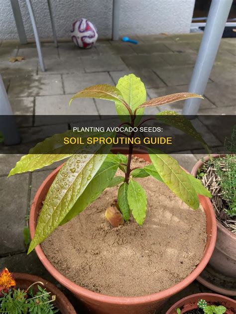 Planting Avocado Seeds: Soil Sprouting Guide | ShunCy