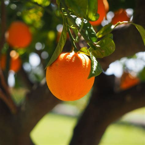 Exploring State Fruits: A Culinary Journey Across the US – 50states