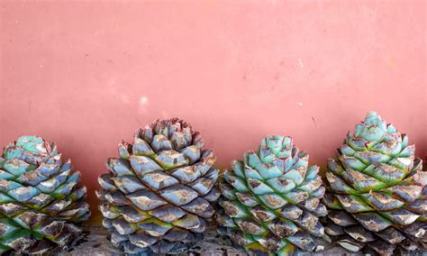 Tequila Guide - Learn about Tequila