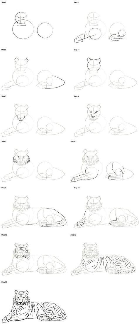 Image result for Tiger Drawing Tutorial