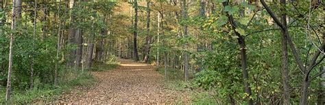 Image result for People On a Tree Trauma Processing