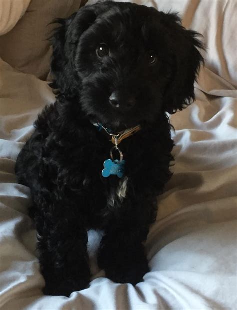 Image result for Cockapoo Bird