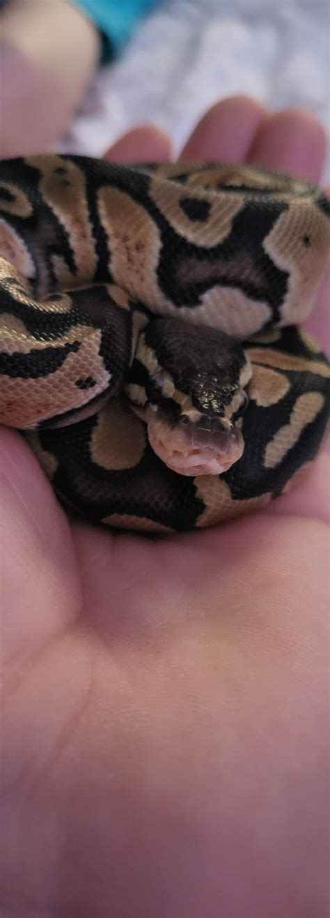 Image result for Ball Python Substrate