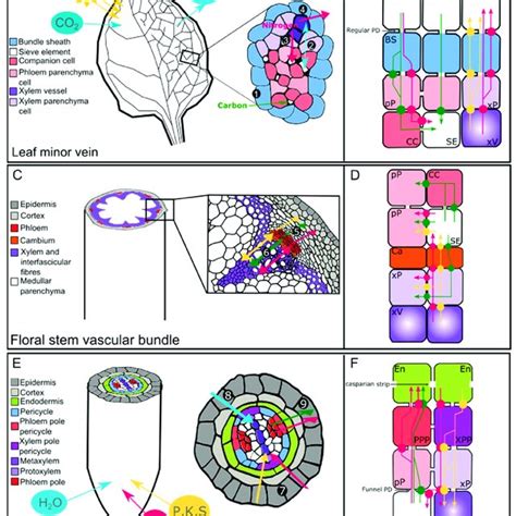 CSF Circulation Flow Chart 的图像结果
