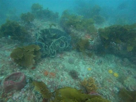 Image result for Drop Camera