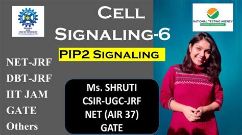 Image result for PIP2 Signaling Pathway