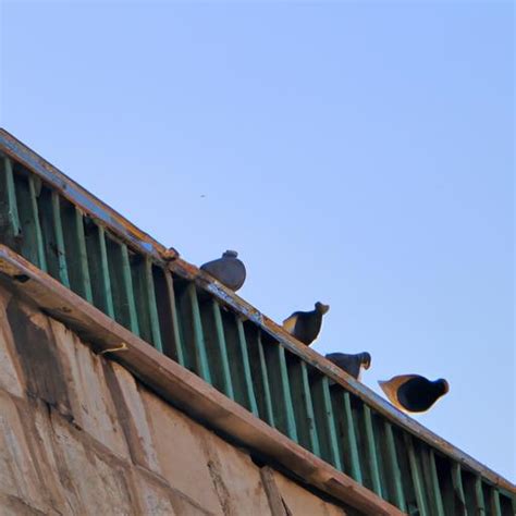 Pigeon Spikes 的图像结果