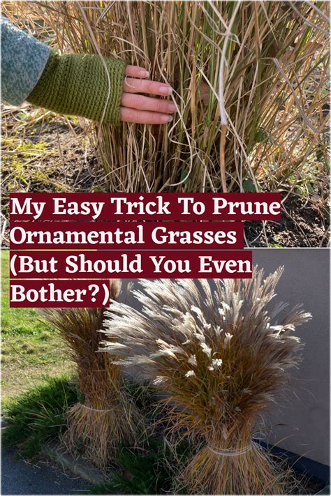 My Easy Trick To Prune Ornamental Grasses (But Should You Even Bother?)