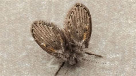 How To Get Rid Of Drain Flies Instantly