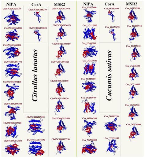 Genome-Wide Identification and Molecular Evolution of the Magnesium ...