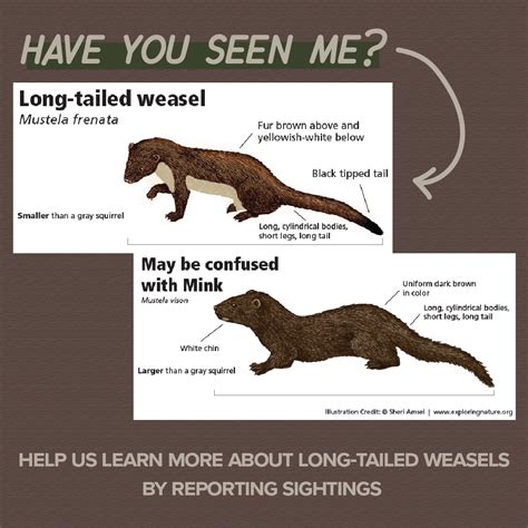 SCDNR: Report sightings of long-tailed weasels | WCBD News 2
