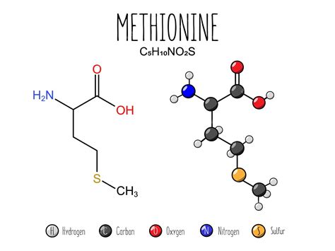 Structure Of Methionine